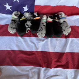 Cardigan Welsh Corgi Puppies from Wild K Ranch