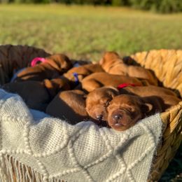 Golden Retriever puppies from Pawmetto Goldens