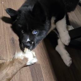 Batman - Black male Siberian Husky puppy in Richlands, North Carolina from Velaris Huskies