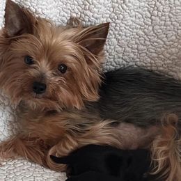 Yorkshire Terriers from Olga's Yorkies