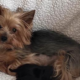 Yorkshire Terriers from Olga's Yorkies