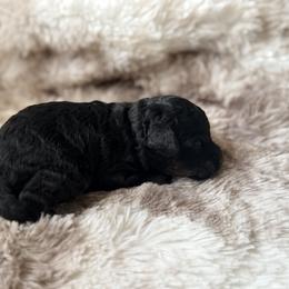 Luigi - Phantom male Poodle puppy in Uniondale, New York from Poodles Are Mixy