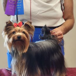 Joy - Yorkshire Terrier
