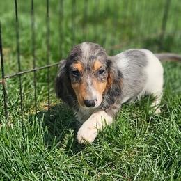 Dachshunds and Pomeranians from Dachs and Poms