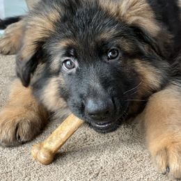 Forrest Boy - Tan - Black and red German Shepherd puppy in Sandown, New Hampshire from Gemini GSD