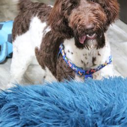 Goldendoodle, Poodle, and Sheepadoodle All Grown Up from Brewer's Goldendoodles & Sheepadoodles