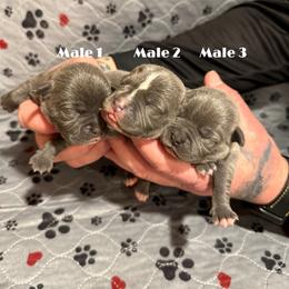 Male 1 - Blue male Staffordshire Bull Terrier puppy in Lakeland, Florida from Blueline Staffords