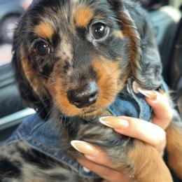 Dachshund and French Bulldog Puppies from Trust Fund Devil Kennel