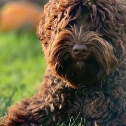 Australian Labradoodles from Dixie's Doodles LLC