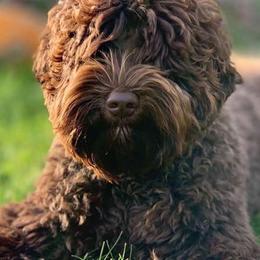 Australian Labradoodles from Dixie's Doodles LLC