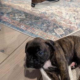 Yellow - Brindle female Boxer puppy in Titusville, Pennsylvania from Perry Hill Bullies