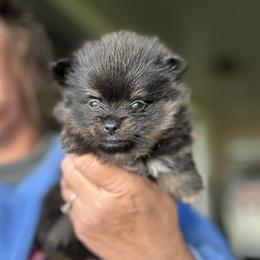 Holly - Tri-colored female Pomeranian puppy in Zavalla, Texas from Precious Puff Poms