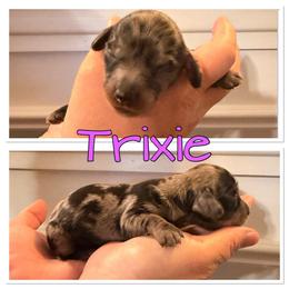 Trxie - Dapple female Dachshund puppy in Aragon, Georgia from Daschunds Unlimited