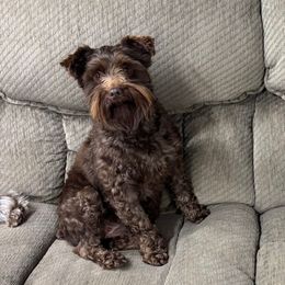 Remi - Miniature Schnauzer