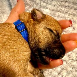 Blue - Wheaten male Soft Coated Wheaten Terrier puppy in Gordonville, Texas from Serenity Valley Wheatens