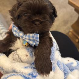 Charlie Brown - Liver and white male Shih Tzu puppy in Springboro, Ohio from Shih Tzus of Springboro LLC.