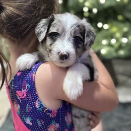 Aussiedoodle puppies from Amazing Aussiedoodle and Double Doodles
