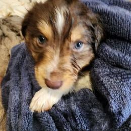 Grey (collar color) you name him - Red tri-color male Miniature American Shepherd puppy in Centralia, Washington from Blackjack Mini Aussies