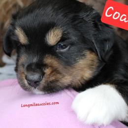Coal BTM5 - Black tri male Miniature Australian Shepherd puppy in Elgin, Oregon from LongMile Aussies