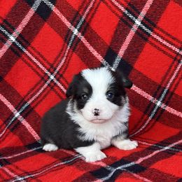 Buck - Black and tan male Pembroke Welsh Corgi puppy in Washington, Arkansas from Foxy Knoll Farm