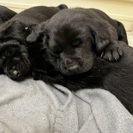 Labrador Retriever Puppies from Brush Creek Retrievers