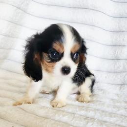 Bueno - Tri-color male Cavalier King Charles Spaniel puppy in Wilburton, Oklahoma from My Kids Kennel