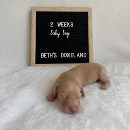 Tex Ryder - Cream male Dachshund puppy in Dickinson, Texas from Beth’s Doxieland