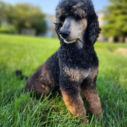 Azrael - Poodle