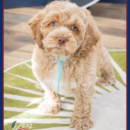 Hammy - Buff male Cockapoo puppy in Connersville, Indiana from Deaz Doodle Ranch
