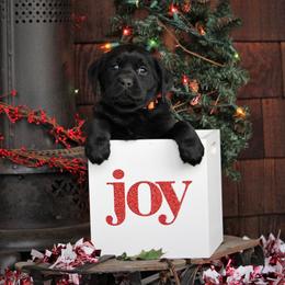 Labrador Retriever Puppies from Pure Joy Labradors
