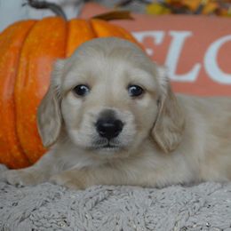Dachshund Puppies from Dreamheart Dachshunds