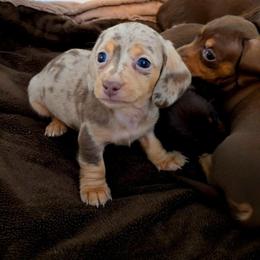 Dachshund Puppies from High Desert Doxies