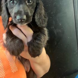 Saray girl 3 - Black female Dachshund puppy in Bigfork, Minnesota from Dachshunds Up North