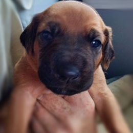 Funyon - Rd whtn blk nose female Rhodesian Ridgeback puppy in Alabama from Celtic Lore Ridgebacks