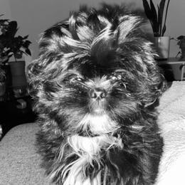 NOONA - Shih Tzu