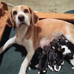 Voltage - Black fawn and white male Beagle puppy in Brockway, Pennsylvania from Sugar Hill Hounds