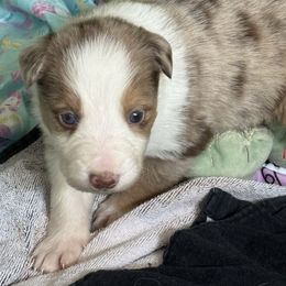Chip - Lilac merle male Border Collie puppy in Mckinney, Texas from Border Collies of Ruidoso