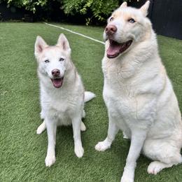 Siberian Husky puppies from Yuki Ookami Show Kennel
