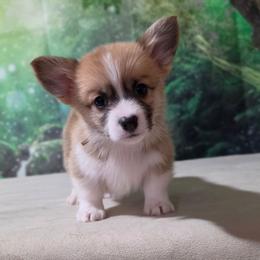Marmalade - Sable female Pembroke Welsh Corgi puppy in Washington from Castle View Royal Rumps