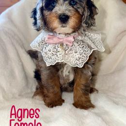 Agnes - Blue merle female Bernedoodle puppy in Beecher, Illinois from Erica’s Doodles