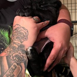Cane Corso Puppies from Killing Joke Kennels, LLC