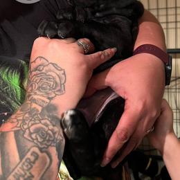 Cane Corso Puppies from Killing Joke Kennels, LLC