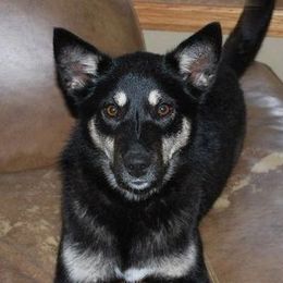 Cotah - Lapponian Herder