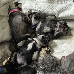 Girl 5 - Salt and pepper female Miniature Schnauzer puppy in Bullard, Texas from Black Gold Miniature Schnauzers