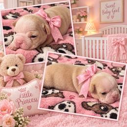 Pumpkin - Seal and white female Boston Terrier puppy in Johnstown, Colorado from R&M Bostons