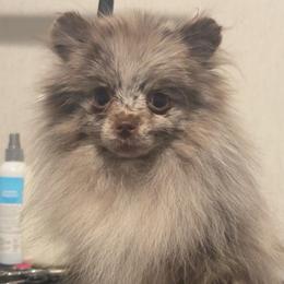 Mariah - Pomeranian
