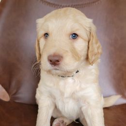 Boy 5 - Cream Goldendoodle puppy in Orlando, Florida from Rae's Littles