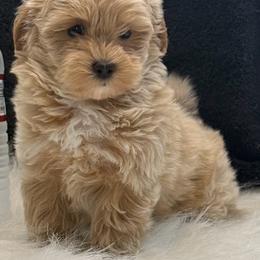 Layla - Champagne female Maltipoo puppy in Lancaster, South Carolina from 3 Bs Havanese-PUPPIES with  PURPOSE