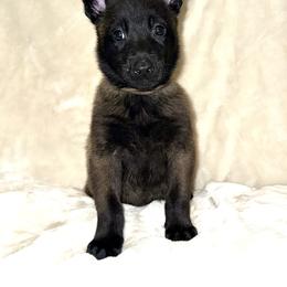 Brown Collar - Mahogany male Belgian Malinois puppy in Trenton, Georgia from Laeknir K9