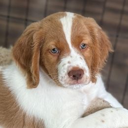 River - Orange and white male Brittany puppy in Katy, Texas from Katy Cavaliers & Barefoot Days Brittanys